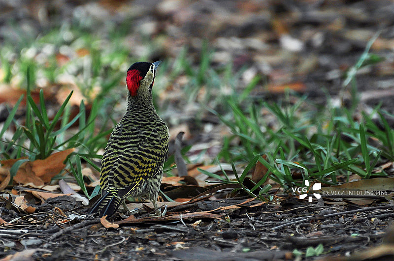 朱红凤头啄木鸟图片素材