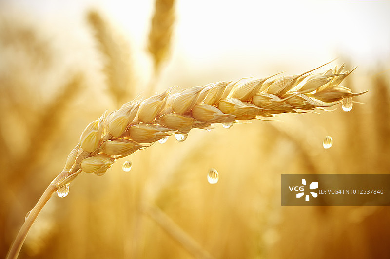 带多滴水珠的麦穗图片素材
