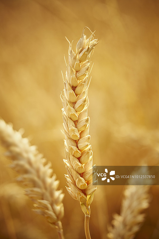 麦穗图片素材