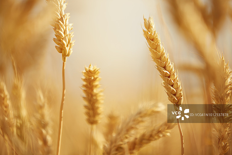 麦穗图片素材