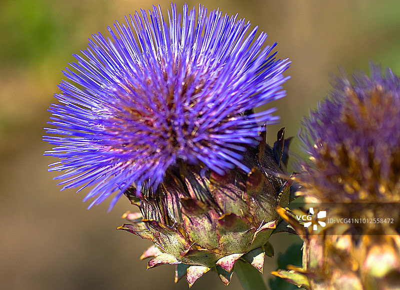 朝鲜蓟图片素材