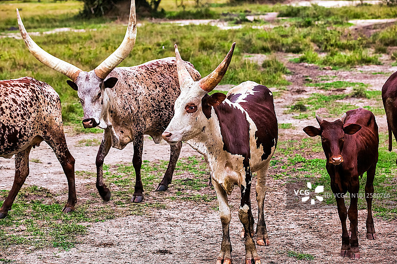 安科ole长角牛行走图片素材