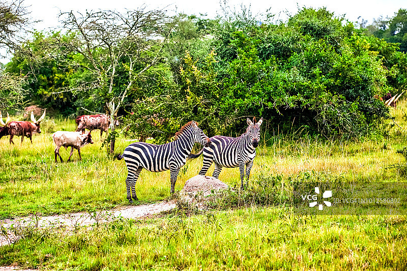 斑马与安科ole长角牛在姆布罗湖国家公园图片素材