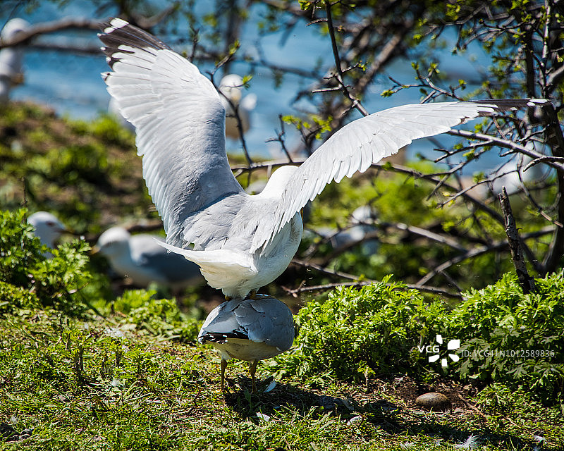 交配中的海鸥图片素材