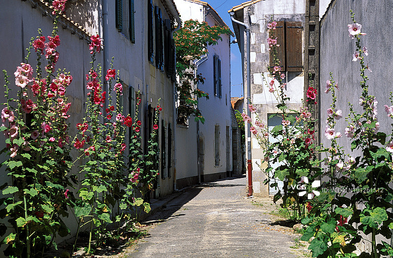 法国夏朗德乡村小巷的蜀葵图片素材