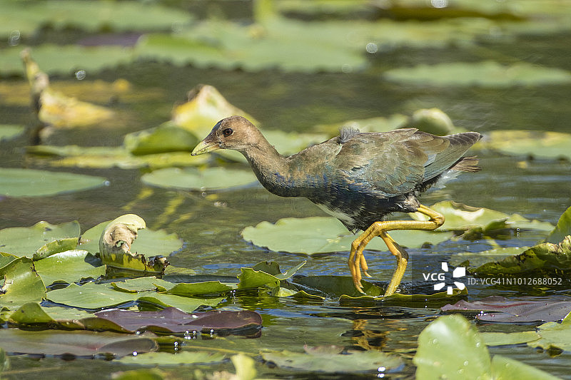 雌性紫水鸡图片素材