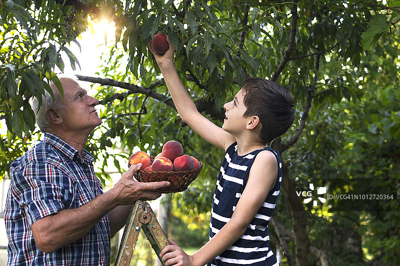 祖孙俩摘桃子图片素材