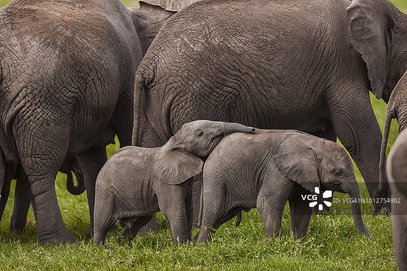 小象群的侧面照图片素材
