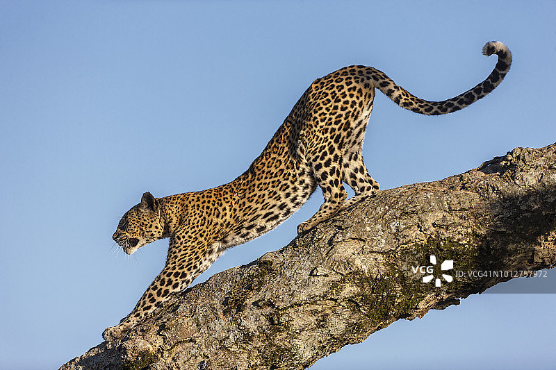 一只豹子在树枝上伸展身体图片素材