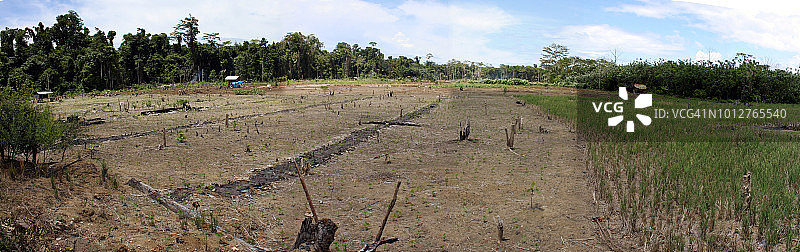 森林砍伐稻田图片素材