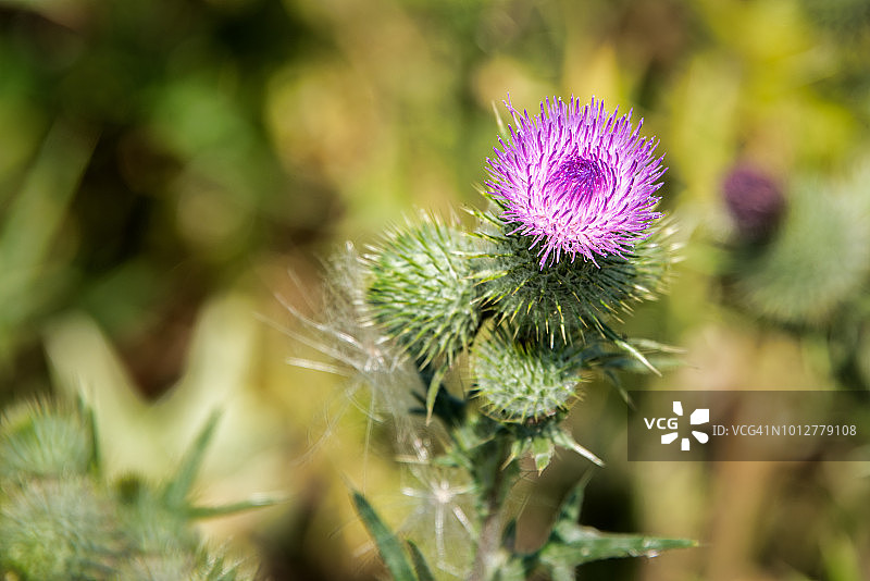 单株苏格兰蓟图片素材