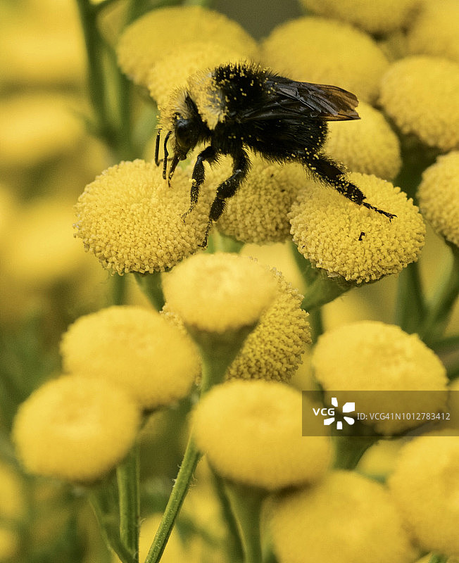 华盛顿州，在普通艾菊花上觅食的黄面大黄蜂（Bombus Vosnesenskii）图片素材