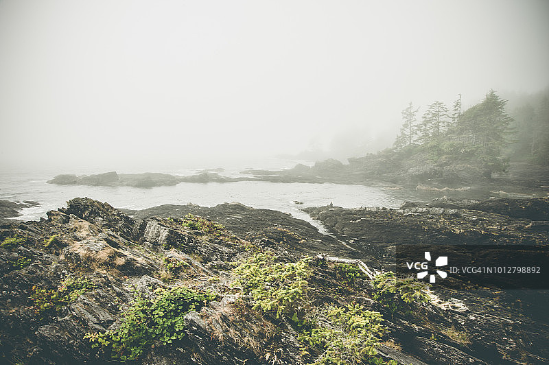 植物园海滩省立公园的雾天图片素材