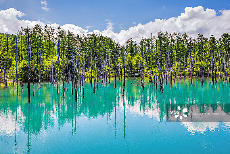 夏季日本白金青池的蓝色水面倒影松树图片素材