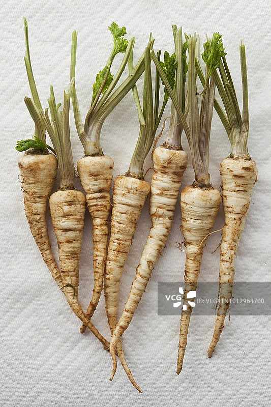 七根欧洲防风草图片素材