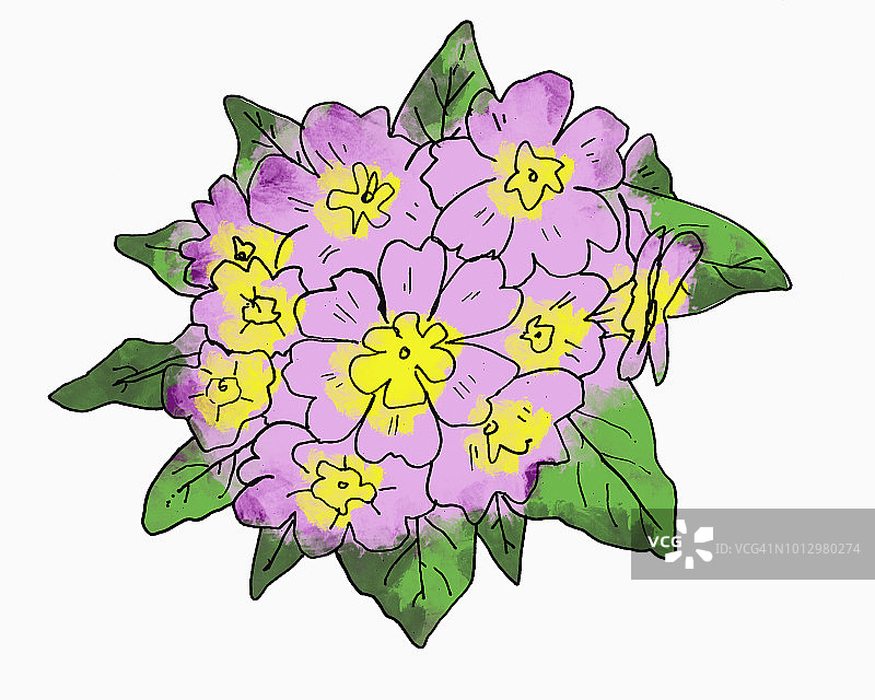 报春花图片素材