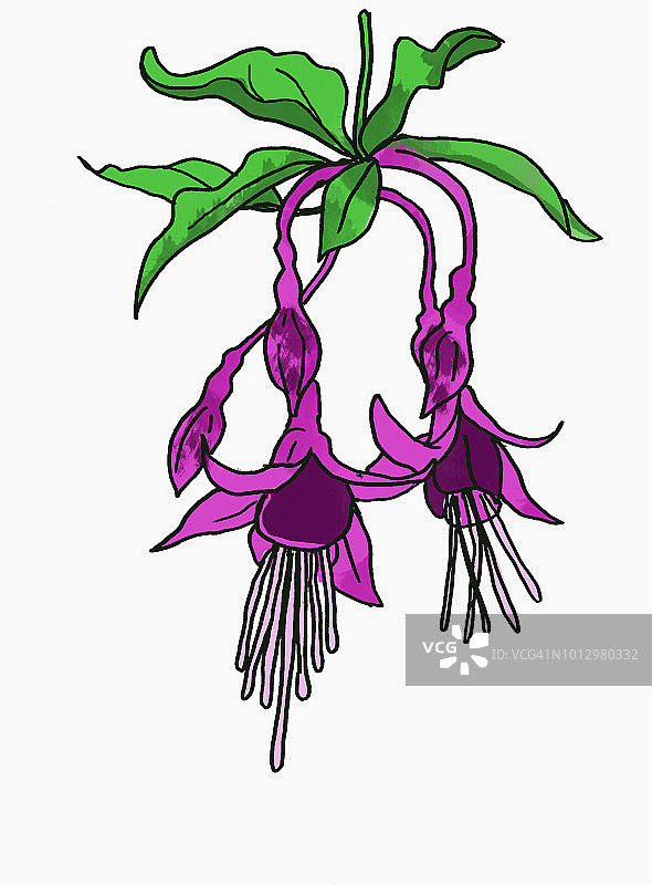 倒挂金钟图片素材