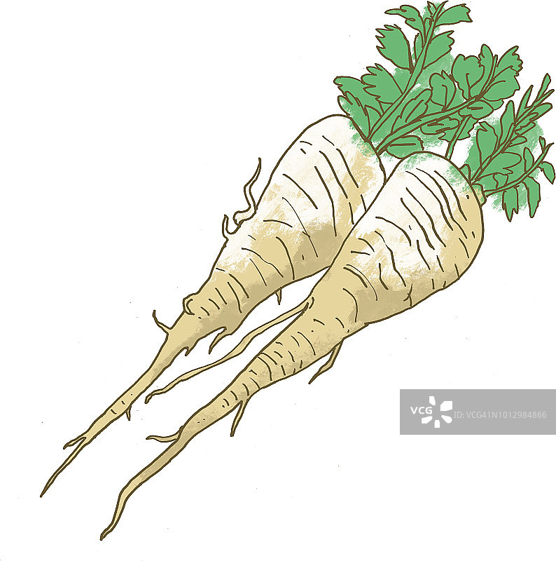 欧洲防风草图片素材