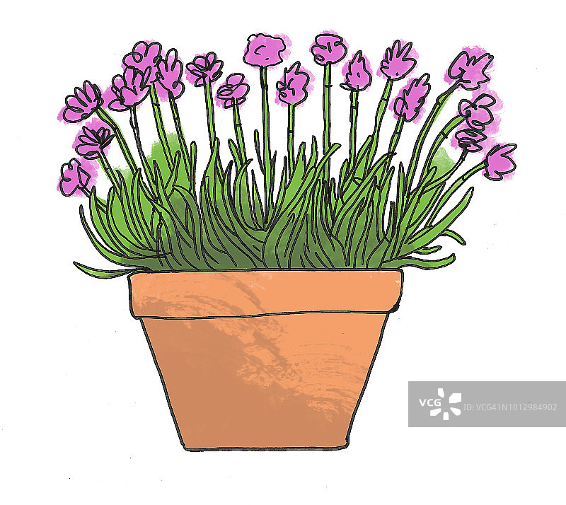 阿尔卑斯盆栽植物图片素材