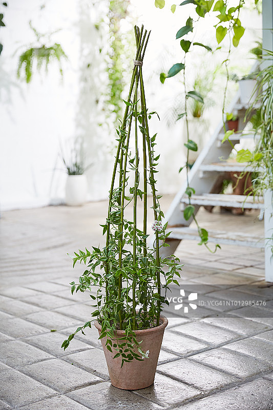 柳树攀爬架项目图片素材