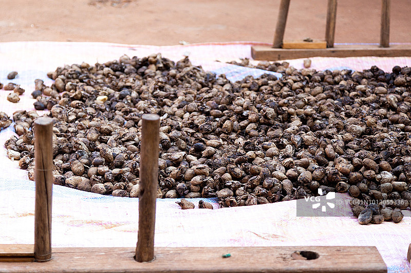 马达加斯加安巴拉沃索兰迪野生丝绸工坊图片素材