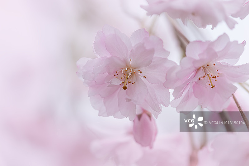 春天里两朵垂枝樱花细节图片素材