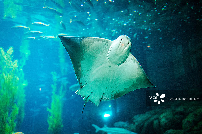 牛鼻魟图片素材