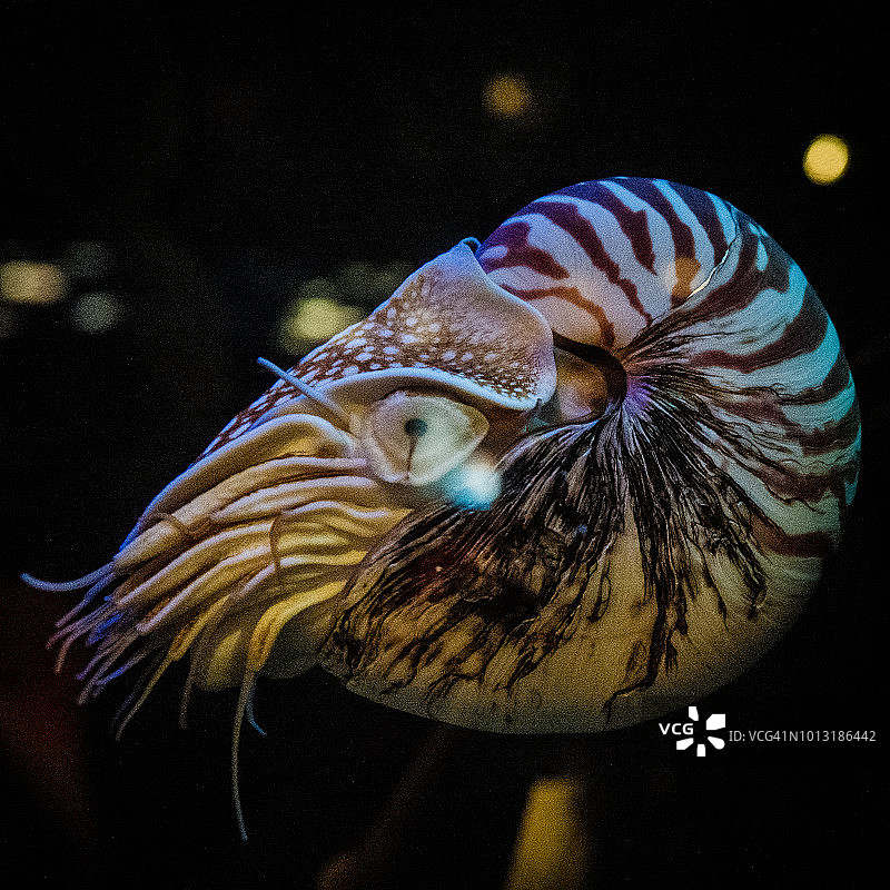 贝劳鹦鹉螺图片素材