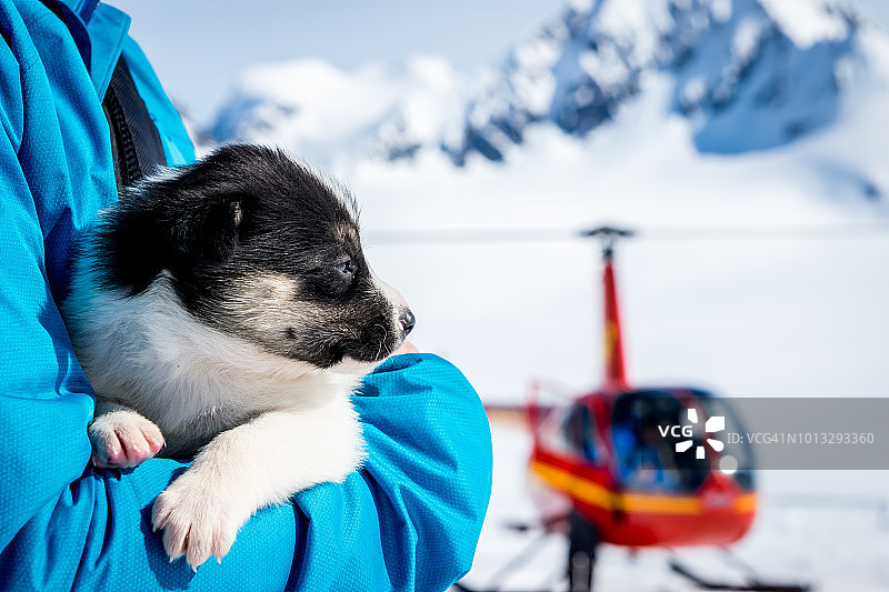 哈士奇幼犬图片素材