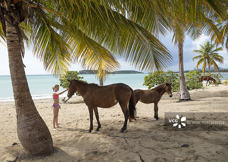 女孩在别克斯岛与野马相遇（波多黎各）图片素材
