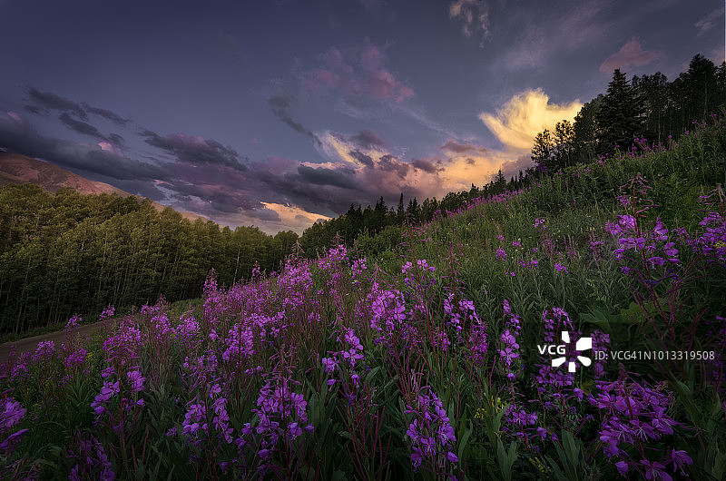 日落时分绚丽的粉色野花图片素材
