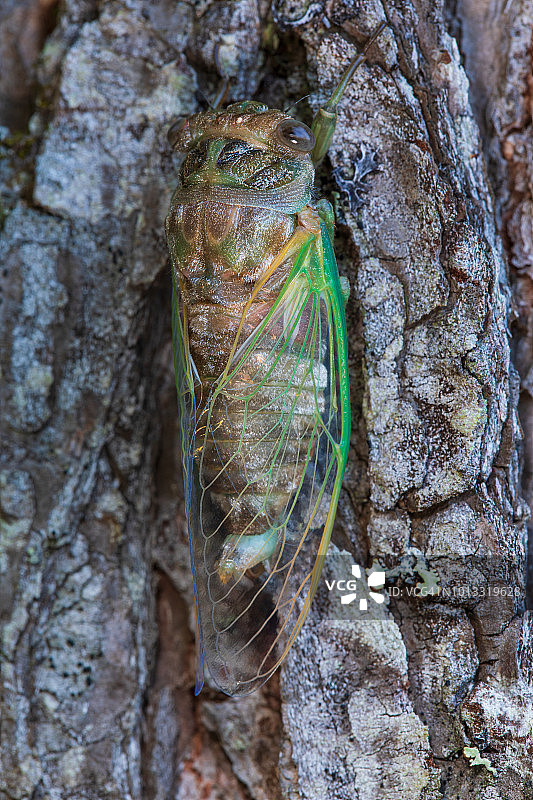 犬日蝉图片素材