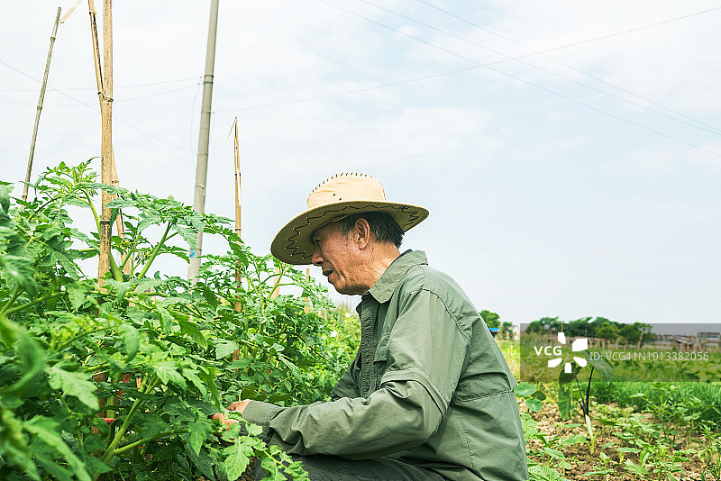 在田间检查番茄的亚洲老人图片素材