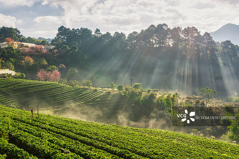 清晨草莓园的雾景，Doi Angkhang山的晨雾景观图片素材