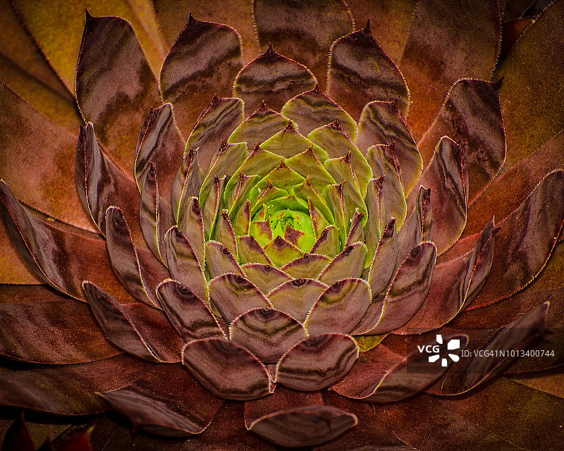 长生草图片素材