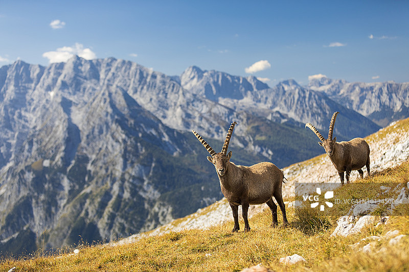 两只阿尔卑斯野山羊在贝尔赫特斯加登国家公园瓦茨曼山前看着镜头图片素材