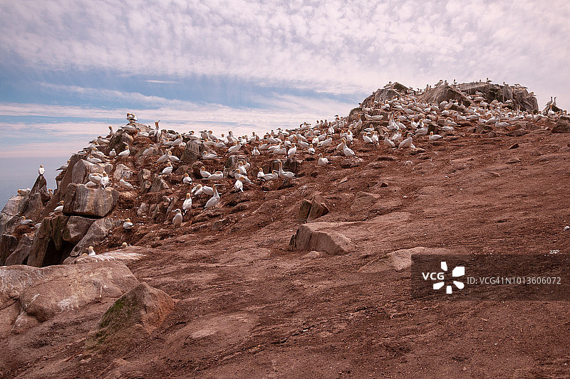 索尔提群岛海崖上的鲣鸟，爱尔兰韦克斯福德图片素材