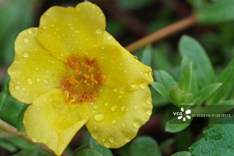 雨后的苔藓玫瑰花图片素材