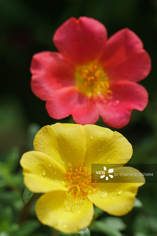 雨后的苔藓玫瑰花图片素材