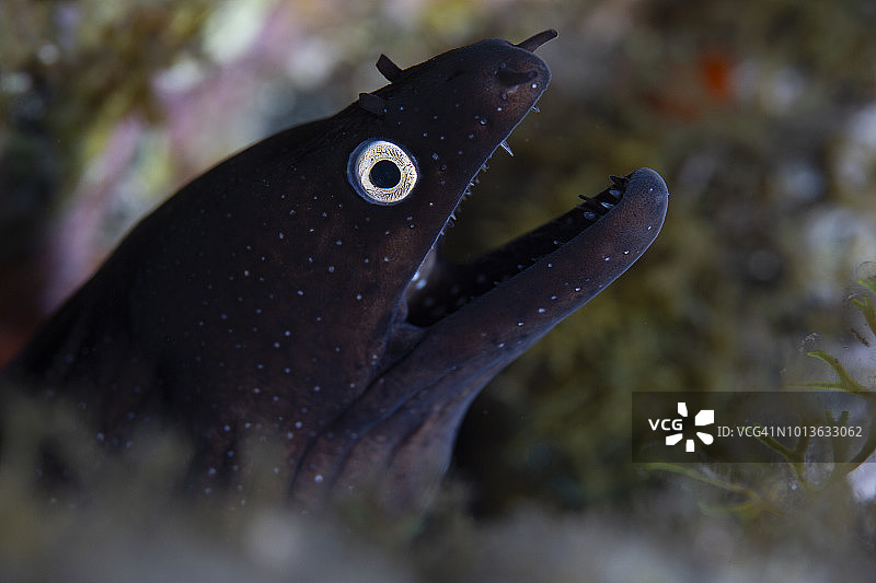 黑海鳗图片素材