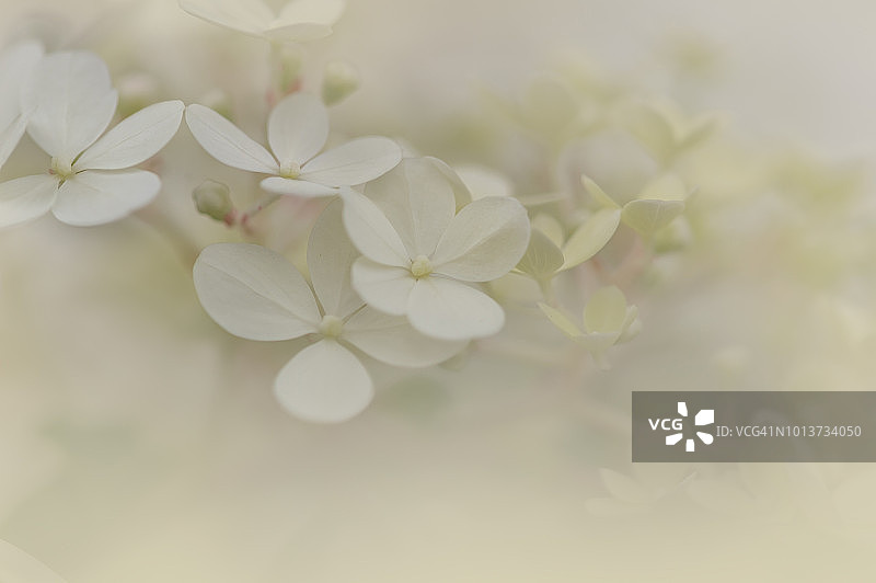 晚霞中的圆锥绣球花茎和细节图片素材