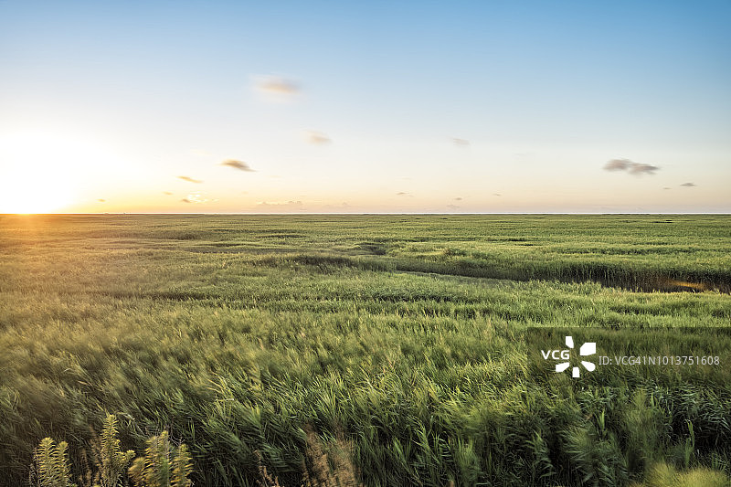 日出时的芦苇和湿地图片素材