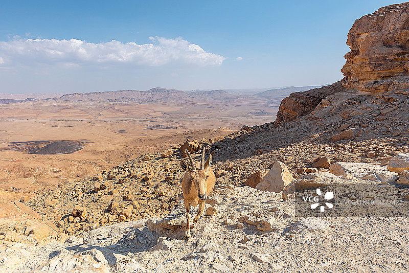 努比亚羱羊，马赫特什拉蒙，以色列图片素材