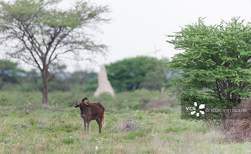 黑色角马图片素材