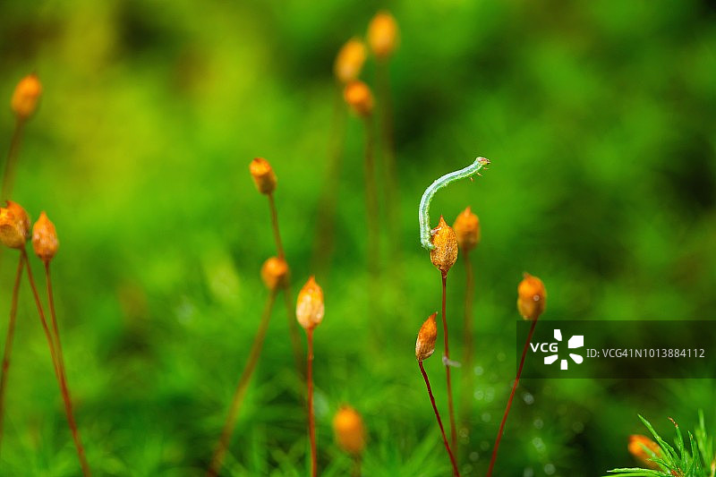 苔藓蒴果上的尺蠖图片素材