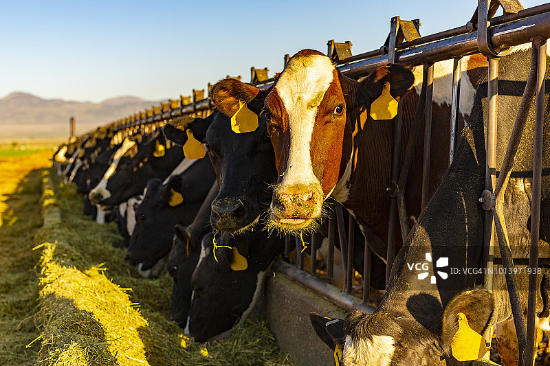 农场里喂食干草的奶牛图片素材