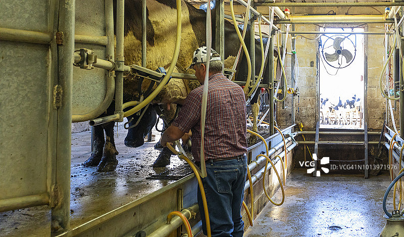 农民给奶牛挤奶图片素材