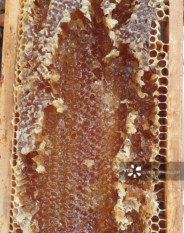 蜂蜡蜂巢图片素材