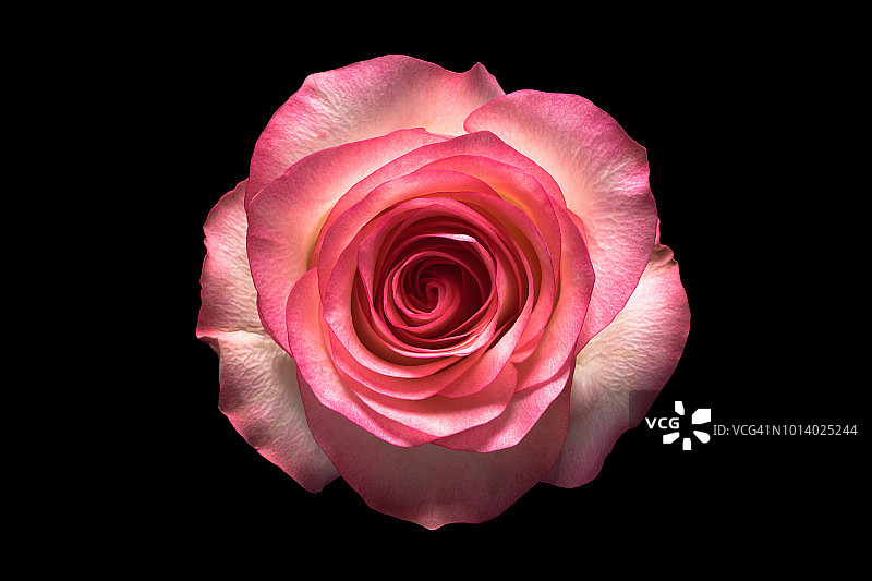 黑色背景上的玫瑰图片素材
