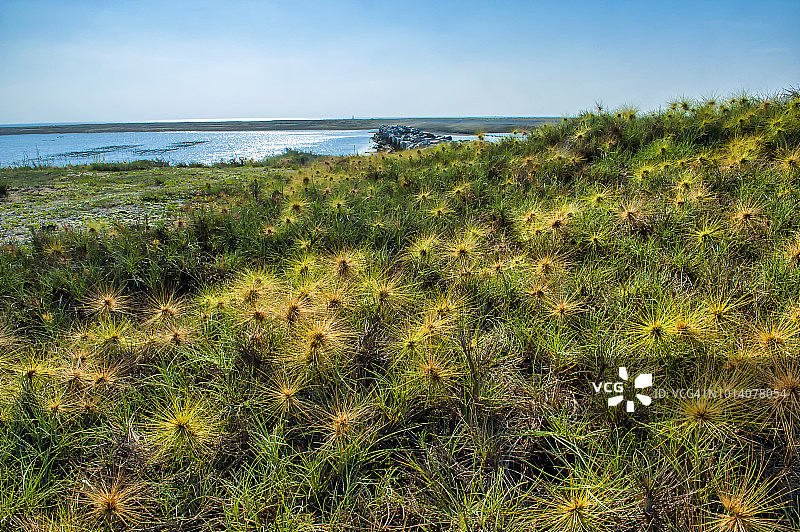 澎湖的滨刺草图片素材